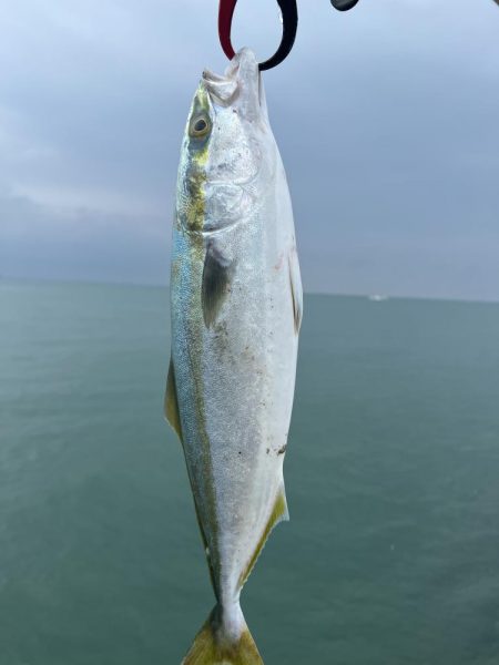 ショアジギング