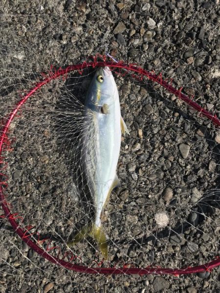 ひらすらハマチ