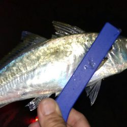 満足のナイトゲーム