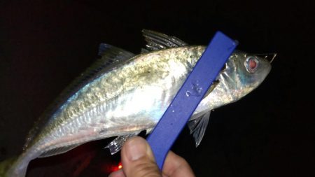 満足のナイトゲーム