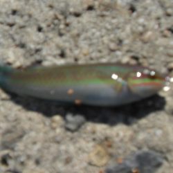 久しぶりの白灯