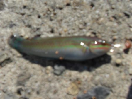 久しぶりの白灯