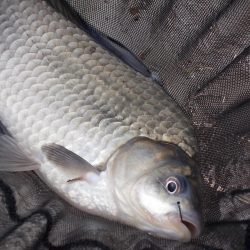 紀ノ川／田井ノ瀬　ヘラブナ釣り　マブナ中心に８枚