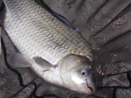 紀ノ川／田井ノ瀬　ヘラブナ釣り　マブナ中心…