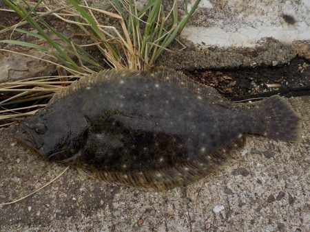 マゴ・ヒラフィッシング　その２