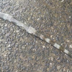 奄美大島 3回目のチャレンジ その1