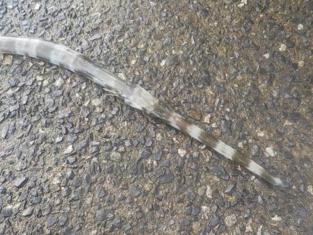 奄美大島 3回目のチャレンジ その1