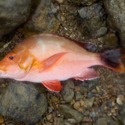 奄美大島　3回目のチャレンジ　その２