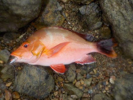 奄美大島　3回目のチャレンジ　その２