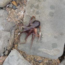 落ちギスは何処に？