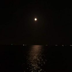 穴子が釣れました