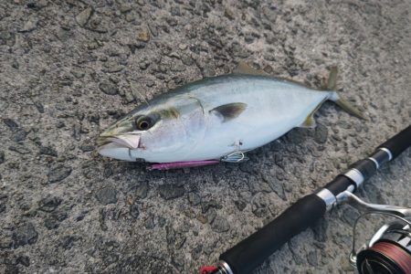 今日もハマチ