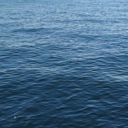 渋いながらもハマチゲット