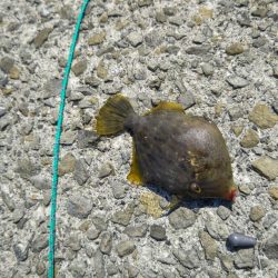 カワハギ ウマズラ