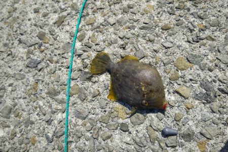 カワハギ ウマズラ