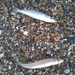 ちょい投げキス