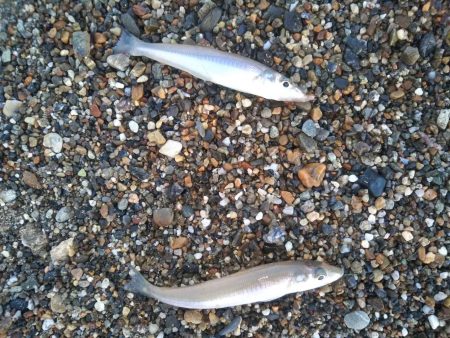 ちょい投げキス