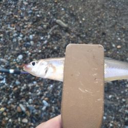 ちょい投げキスⅡ