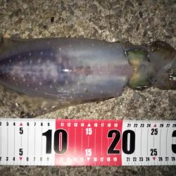 新子の成長が速い