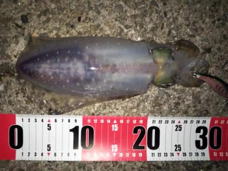 新子の成長が速い