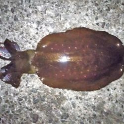 休日はエギング無理・・・