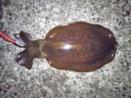 休日はエギング無理・・・