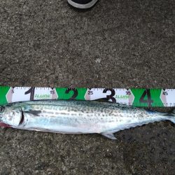 渋めの中サゴシ