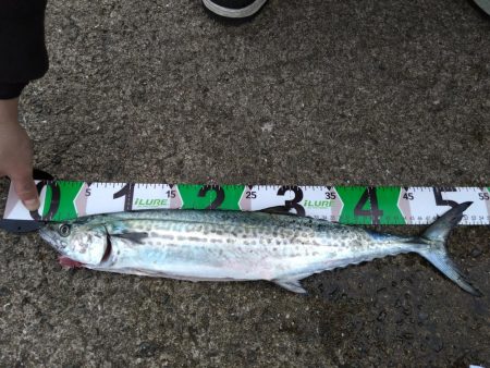 渋めの中サゴシ