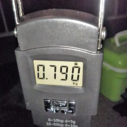 今季アオリイカ記録再更新