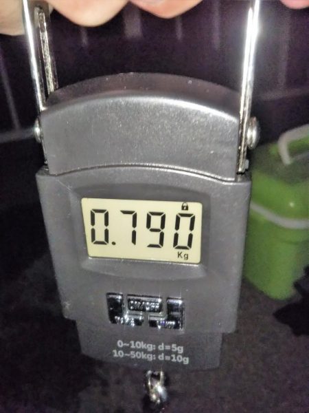 今季アオリイカ記録再更新