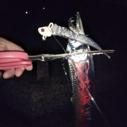 タチウオは何処へ?