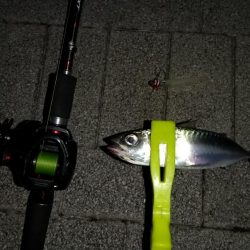 太刀魚とアジの様子を見に近場調査