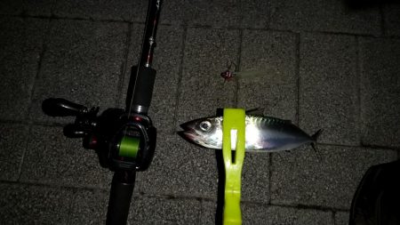 太刀魚とアジの様子を見に近場調査