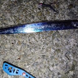 久しぶりのタチウオ