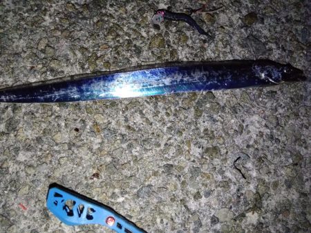 久しぶりのタチウオ