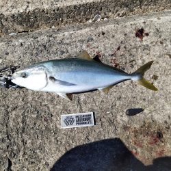 ショアジギングでサゴシ、飲ませでメジロ