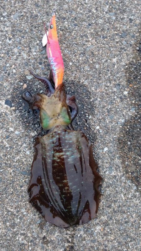 久しぶりのエギング