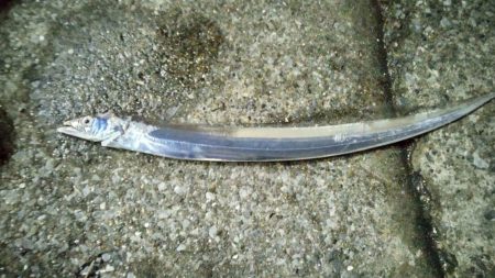 ワインドでタチウオ2本