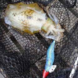 手漕ぎボートエギング、急に激シブ