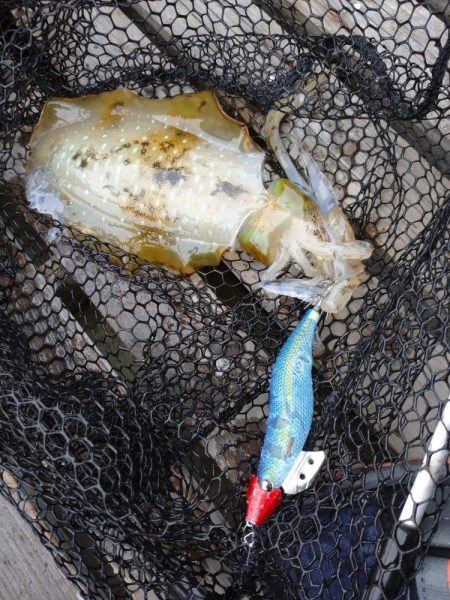 手漕ぎボートエギング、急に激シブ