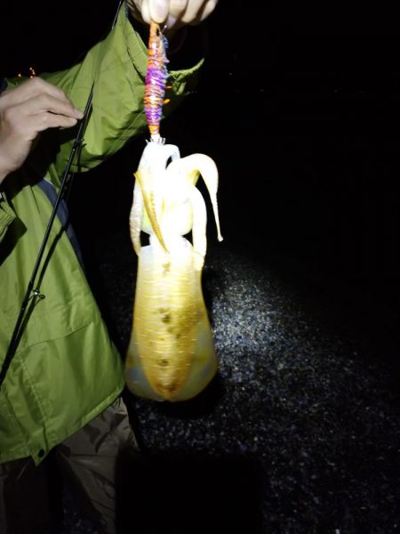 エギングでアオリイカとサゴシ祭り