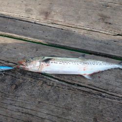 筏ショアジギングでサゴシ