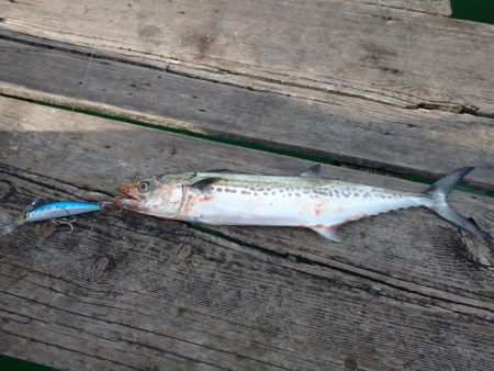 筏ショアジギングでサゴシ