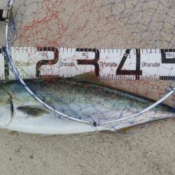 必死のランディング