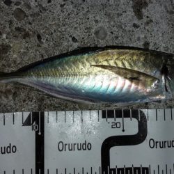 ナイトゲーム楽しかった!