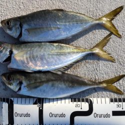 青物いないけどアジがでかいです!