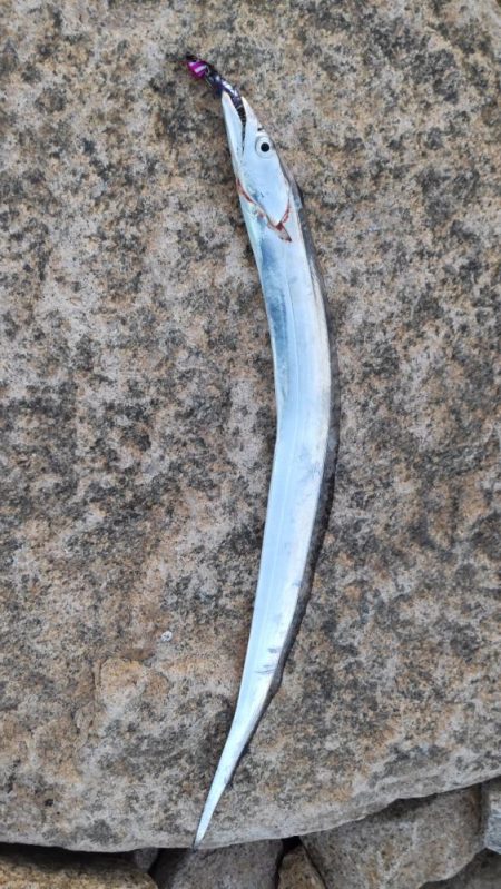 タチウオとイケカツオ？