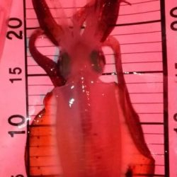 サーフエギング