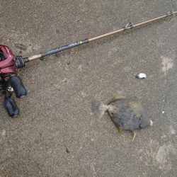 ボウズ逃れのカワハギ