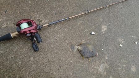 ボウズ逃れのカワハギ